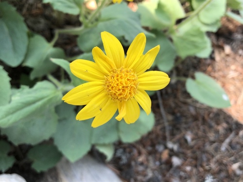 heartleaf arnica