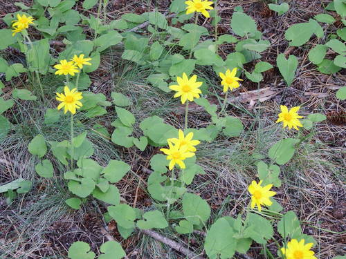 heartleaf arnica