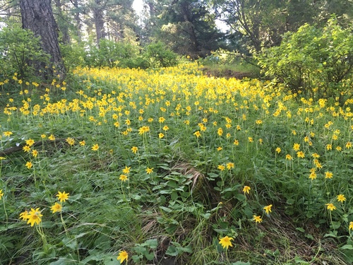 heartleaf arnica