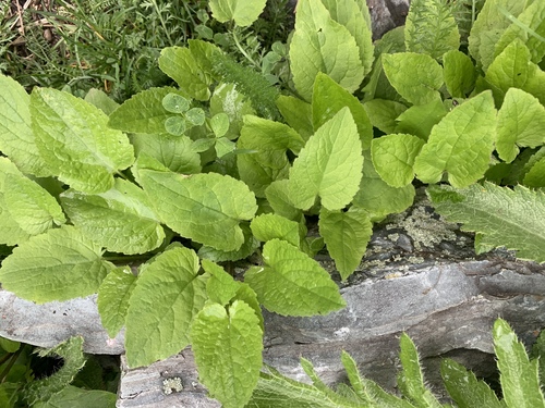 heartleaf arnica