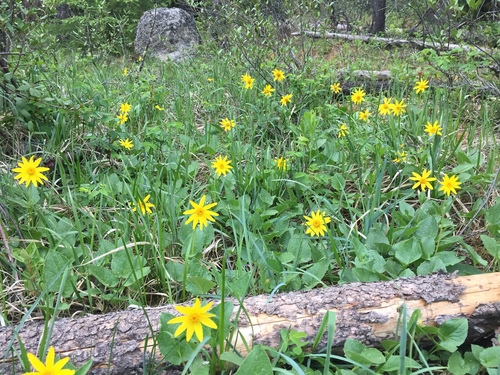 heartleaf arnica