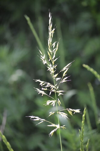 tall oat grass