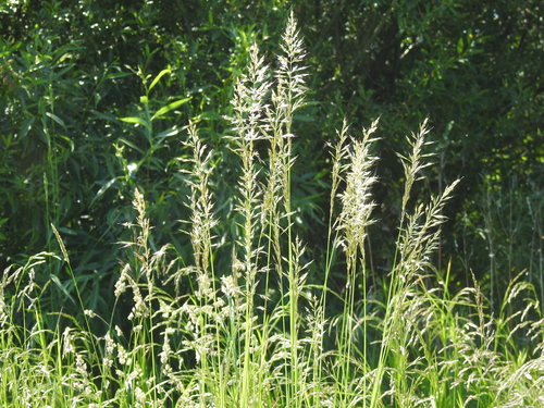 tall oat grass