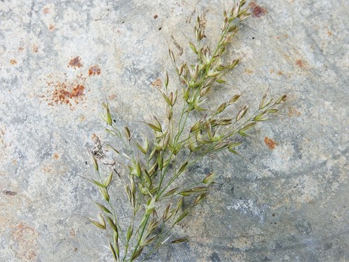 tall oat grass