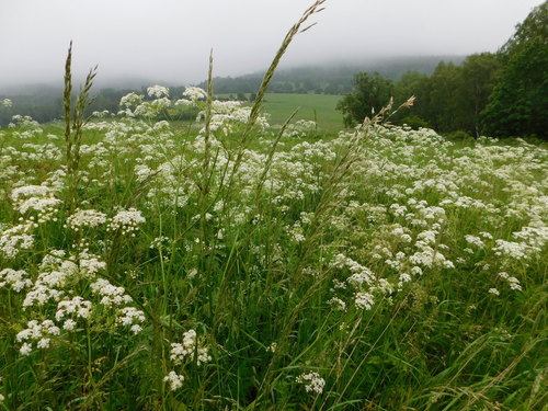 tall oat grass