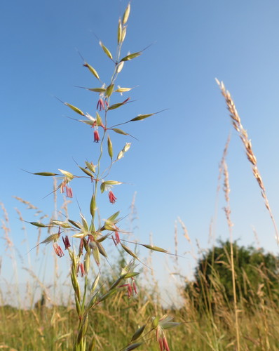 tall oat grass