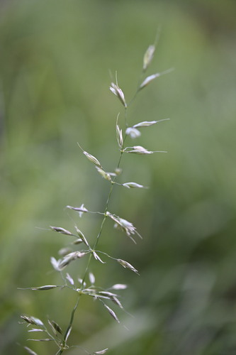 tall oat grass