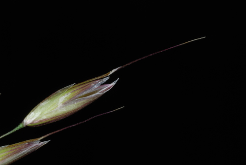 tall oat grass