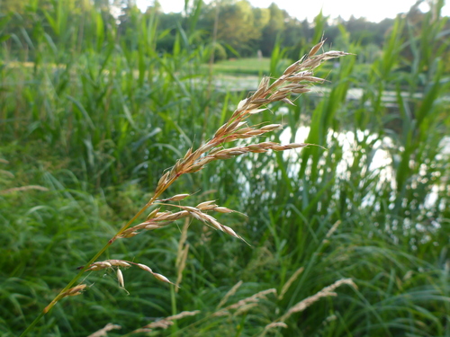 tall oat grass