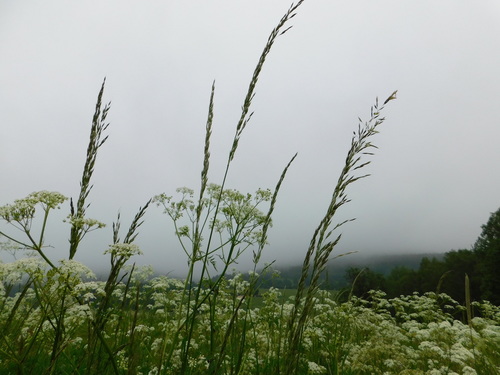 tall oat grass