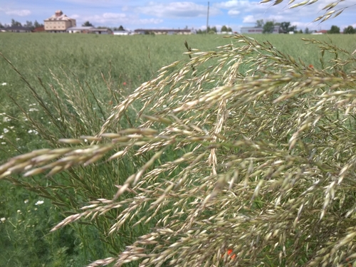 tall oat grass