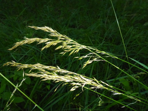 tall oat grass