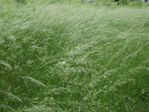tall oat grass