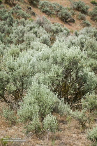 Big Sagebrush