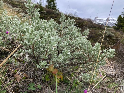 Big Sagebrush