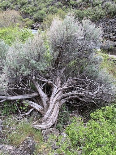Big Sagebrush