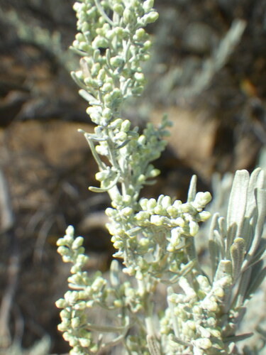 Big Sagebrush