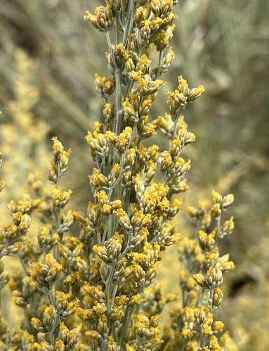Big Sagebrush