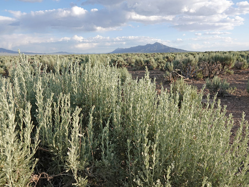 Big Sagebrush