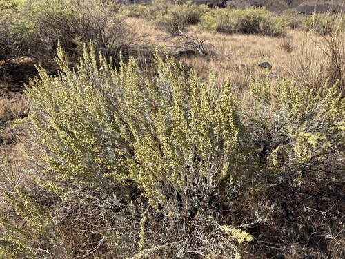 Big Sagebrush
