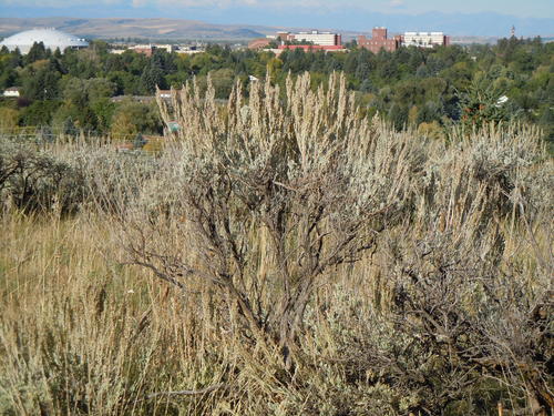 Big Sagebrush
