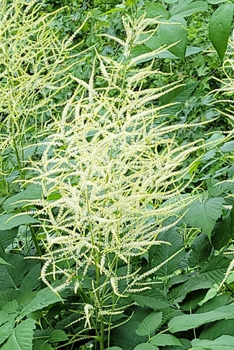 Goatsbeard