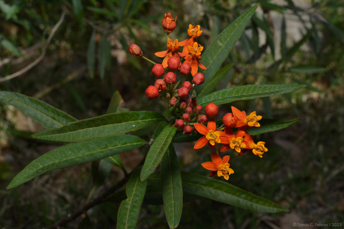 tropical milkweed