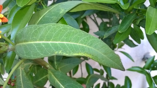 tropical milkweed
