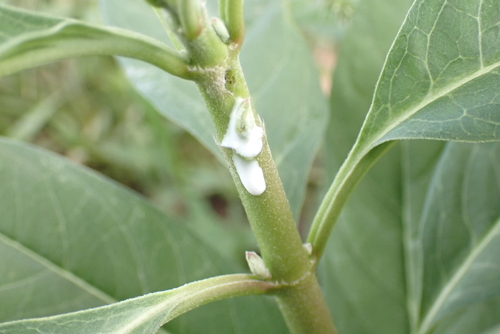 tropical milkweed