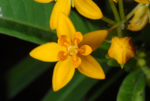 tropical milkweed