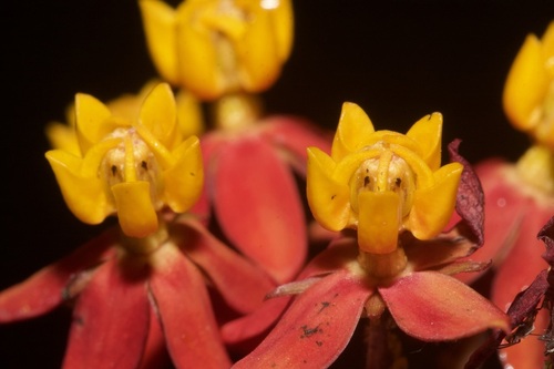 tropical milkweed