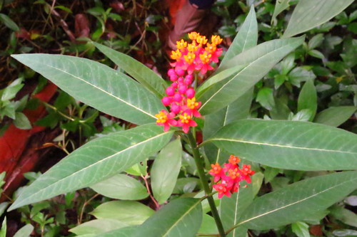 tropical milkweed