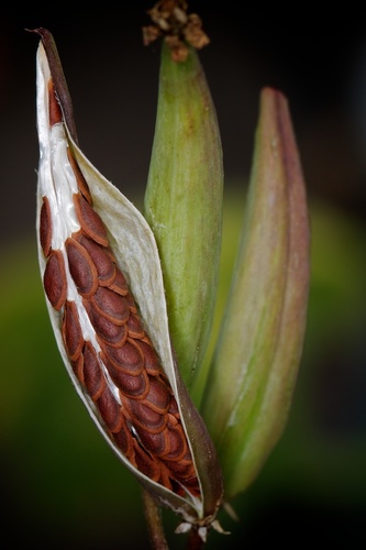tropical milkweed