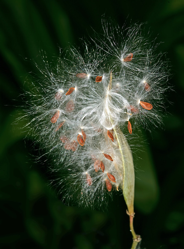 tropical milkweed