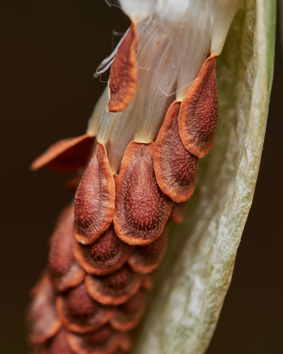 tropical milkweed
