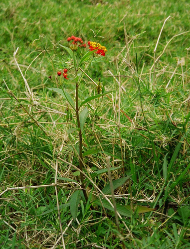 tropical milkweed