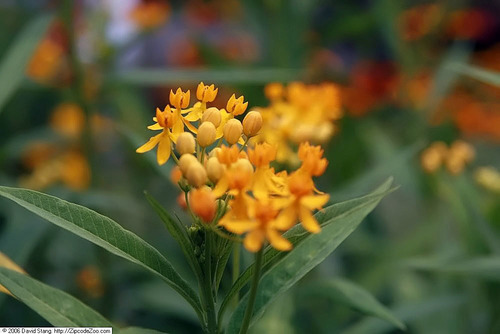 tropical milkweed