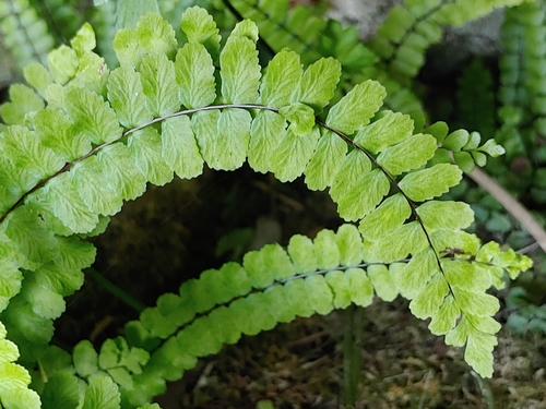 maidenhair spleenwort
