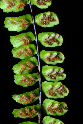 maidenhair spleenwort