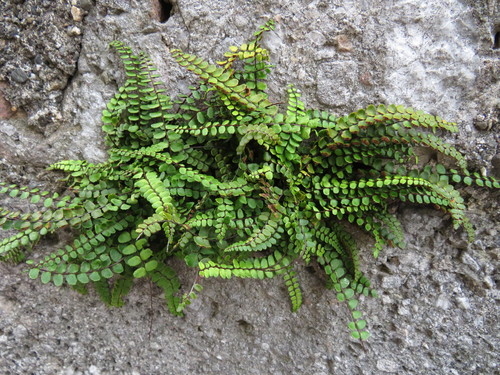 maidenhair spleenwort