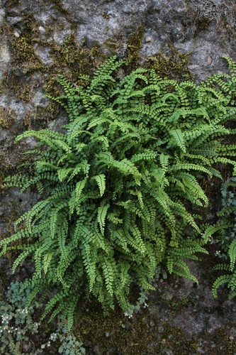 maidenhair spleenwort