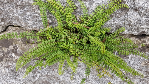 maidenhair spleenwort