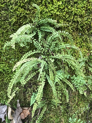 maidenhair spleenwort