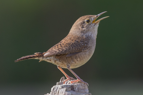 Northern House Wren