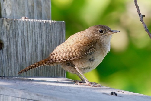 Northern House Wren
