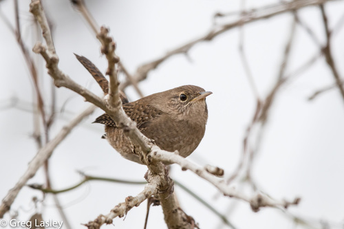 Northern House Wren