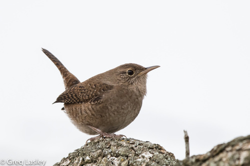 Northern House Wren