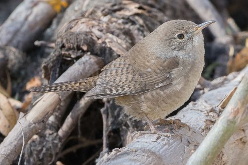 Northern House Wren
