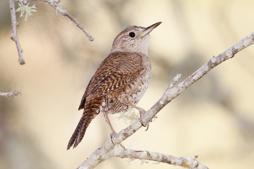 Northern House Wren