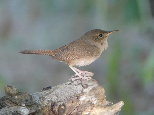 Northern House Wren